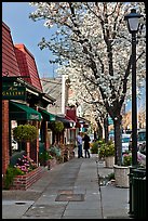 Sidewalk with blossoms. Saragota,  California, USA