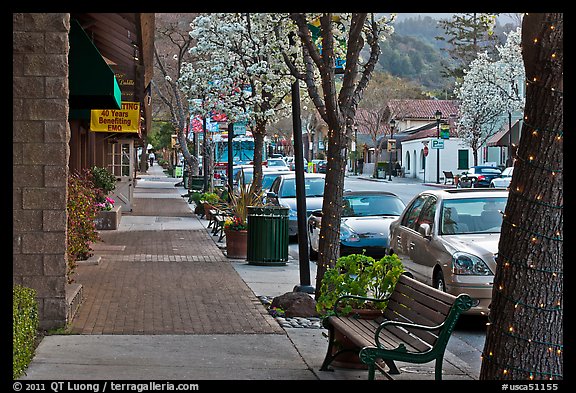 Street with blossoming trees. Saragota,  California, USA (color)
