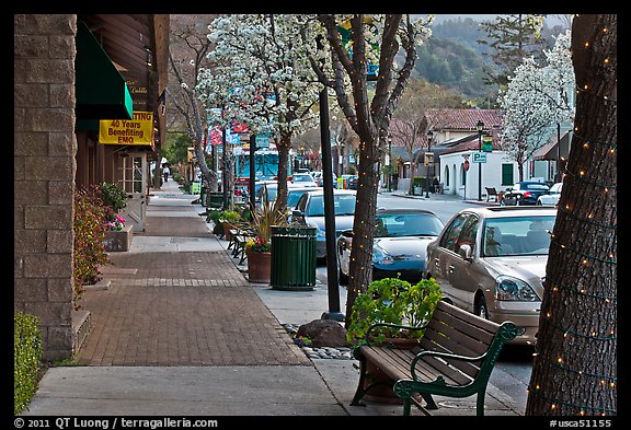 Street with blossoming trees. Saragota,  California, USA