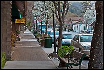 Street with blossoming trees. Saragota,  California, USA