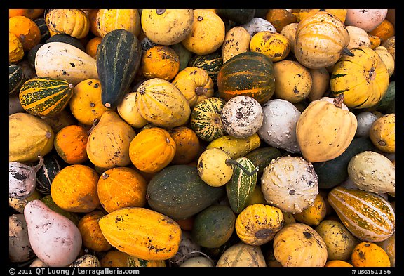 Gourds and pumpkins. Half Moon Bay, California, USA (color)