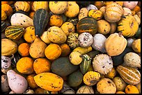 Gourds and pumpkins. Half Moon Bay, California, USA (color)