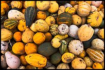 Gourds and pumpkins. Half Moon Bay, California, USA