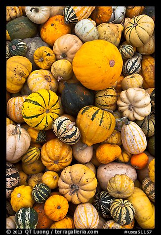 Squash, pumpkins, and gourds. Half Moon Bay, California, USA