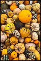 Squash, pumpkins, and gourds. Half Moon Bay, California, USA (color)