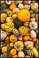 Squash, pumpkins, and gourds. Half Moon Bay, California, USA