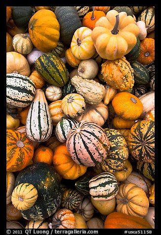 Mix of squash and gourds. Half Moon Bay, California, USA