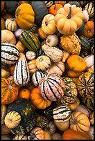 Mix of squash and gourds. Half Moon Bay, California, USA