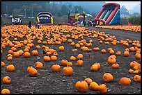 Pumpkin patch and slides. Half Moon Bay, California, USA ( color)