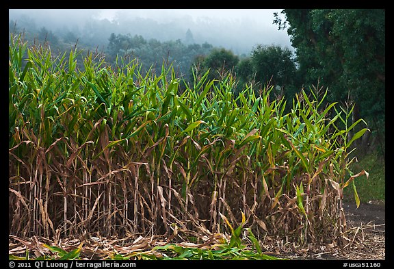 Corn crops. Half Moon Bay, California, USA