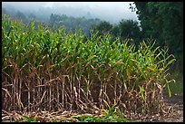 Corn crops. Half Moon Bay, California, USA (color)