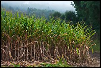 Corn crops. Half Moon Bay, California, USA