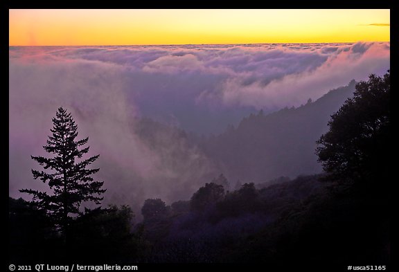Sea of clouds at sunset above Santa Cruz Mountains. California, USA (color)