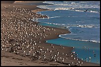 Seabirds, Waddell Beach. California, USA ( color)