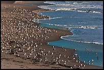 Seabirds, Waddell Beach. California, USA (color)