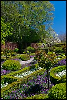 Hedges and flowers, walled garden, Filoli estate. Woodside,  California, USA