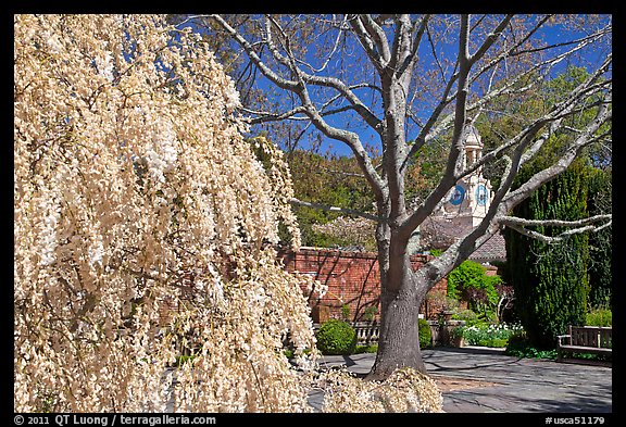 Tree blossoms in Filoli garden. Woodside,  California, USA