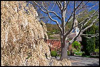 Tree blossoms in Filoli garden. Woodside,  California, USA (color)