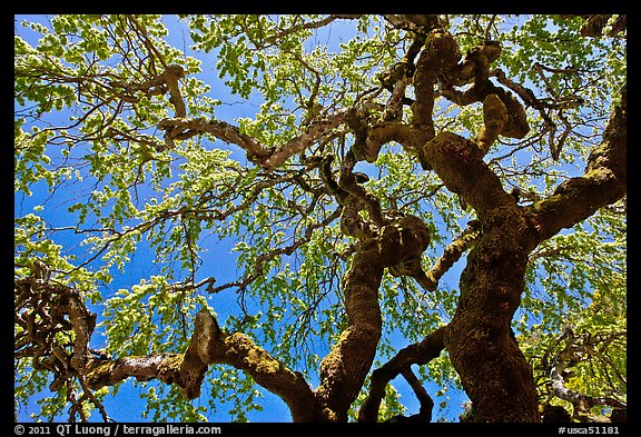 Oak trees with new leaves, Filoli estate. Woodside,  California, USA (color)