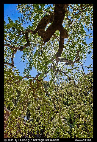 Newly leafed branches, Filoli estate. Woodside,  California, USA (color)