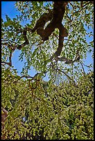 Newly leafed branches, Filoli estate. Woodside,  California, USA (color)