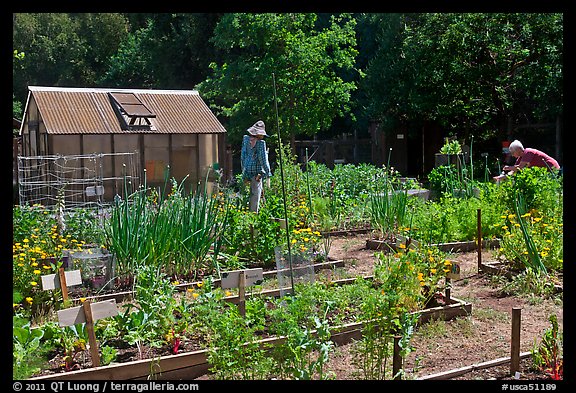 Vegetable Garden, Rancho San Antonio Open Space, Los Altos. California, USA (color)