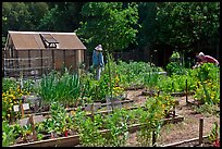 Vegetable Garden, Rancho San Antonio Open Space, Los Altos. California, USA (color)