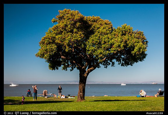 Tree and grassy shoreline, McNears Beach County Park. San Pablo Bay, California, USA