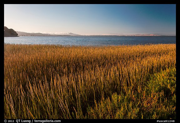 Grasses by San Pablo Bay, China Camp State Park. San Pablo Bay, California, USA