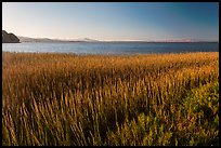 Grasses by San Pablo Bay, China Camp State Park. San Pablo Bay, California, USA (color)