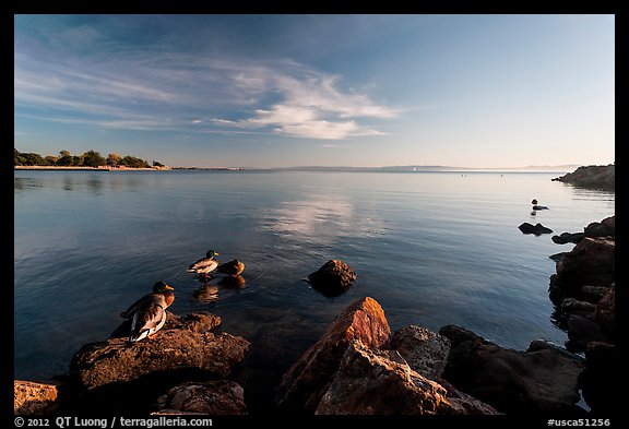 Ducks and Bay, Robert W Crown Memorial State Beach. Alameda, California, USA (color)