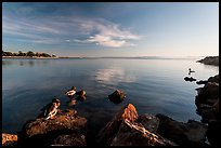 Ducks and Bay, Robert W Crown Memorial State Beach. Alameda, California, USA ( color)