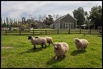 Sheep, Ardenwood historic farm regional preserve, Fremont. California, USA (color)