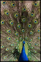 Peafowl fanning its tail, Ardenwood farm, Fremont. California, USA (color)