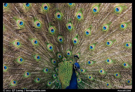 Peacock with tail fanned, Ardenwood farm, Fremont. California, USA