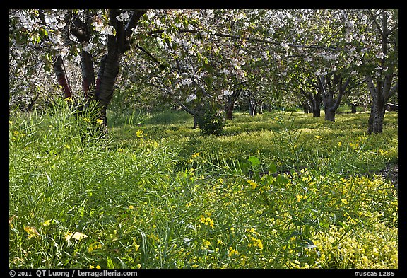 Fruit trees in bloom, Sunnyvale. California, USA (color)