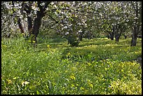 Fruit trees in bloom, Sunnyvale. California, USA