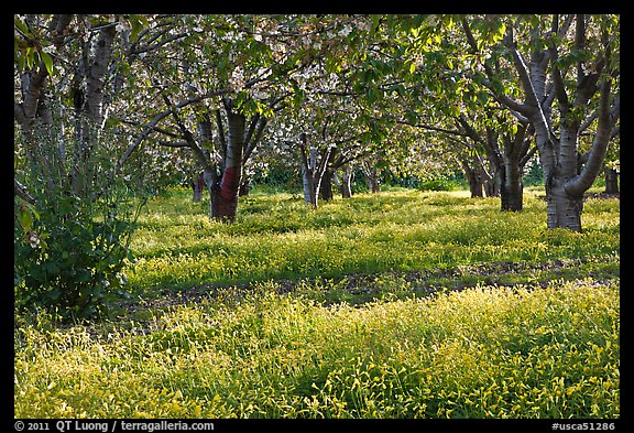 Fruit orchard in spring, Sunnyvale. California, USA