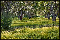 Fruit orchard in spring, Sunnyvale. California, USA