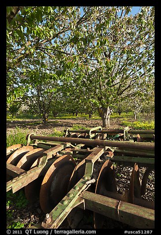 Plower and orchard, Sunnyvale. California, USA