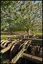 Plower and orchard, Sunnyvale. California, USA ( color)