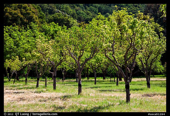 Orchard in spring, John Muir National Historic Site. Martinez, California, USA (color)