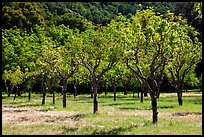 Orchard in spring, John Muir National Historic Site. Martinez, California, USA (color)