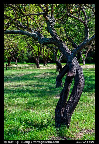 Fruit Orchard, John Muir National Historic Site. Martinez, California, USA (color)