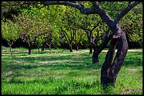 John Muir family farm orchard, John Muir National Historic Site. Martinez, California, USA (color)