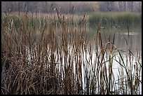 Reeds, Jordan Pond, Garin Regional Park. California, USA ( color)