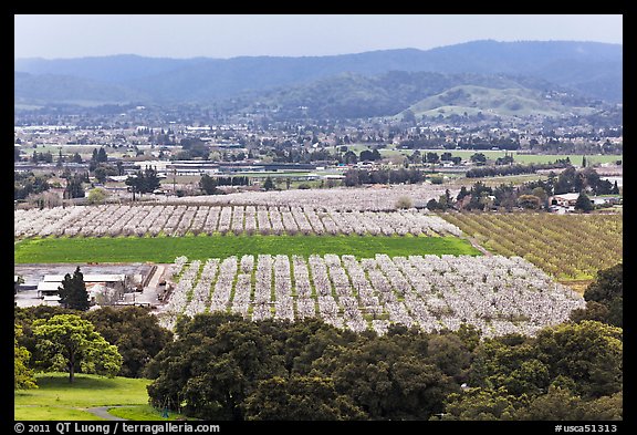 Orchards in bloom and South Valley from above, Morgan Hill. California, USA (color)