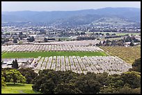 Orchards in bloom and South Valley from above, Morgan Hill. California, USA