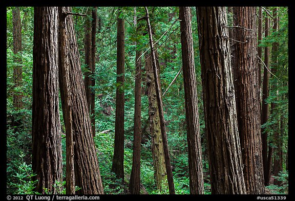 Redwood forest on hillside. Muir Woods National Monument, California, USA