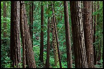 Redwood forest on hillside. Muir Woods National Monument, California, USA (color)